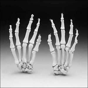 Skeleton Hands/Sold As A Pair