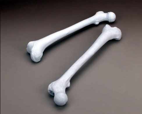 Femur Bone Replica Set Of 2