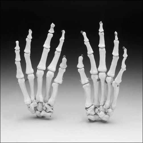 Skeleton Hands-Sold As A Pair