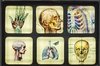 Anatomy/Skull Magnet Set