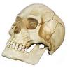 Skull With Moveable Jaw
