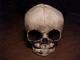 Baby Skull Replica